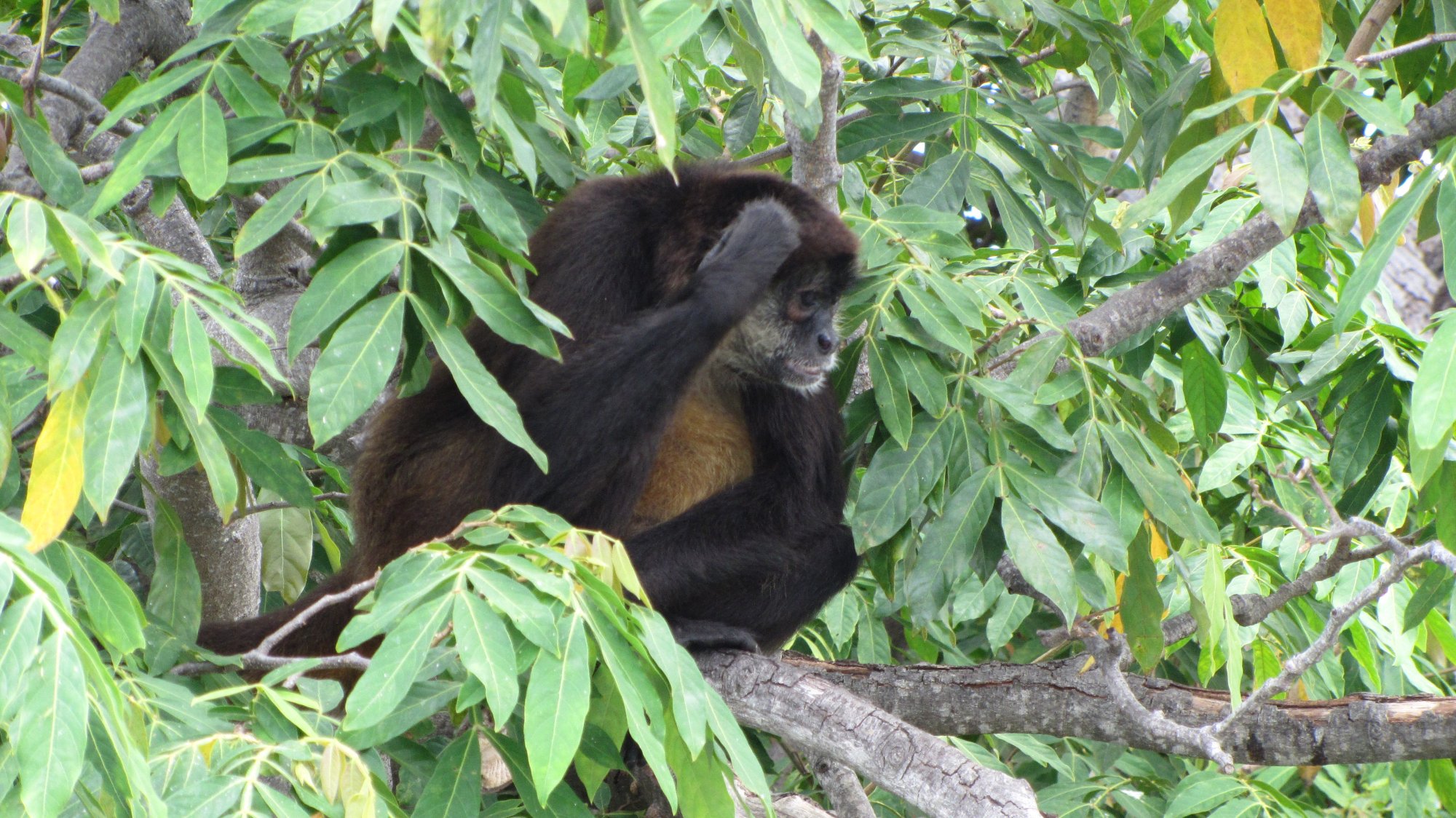 A dark-furred monkey resting on a branch among green leaves